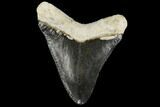 Serrated, Fossil Megalodon Tooth - Florida #114090-1